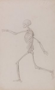 A Comparative Anatomical Exposition of the Structure of the Human Body with that of a Tiger and a Common Fowl: Human Skeleton, Lateral View Seen from the Left, Running (Finished Study for Table III) by George Stubbs