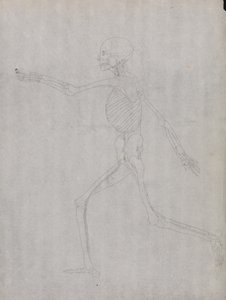 A Comparative Anatomical Exposition of the Structure of the Human Body with That of a Tiger and a Common Fowl: Human Figure, Lateral View by George Stubbs