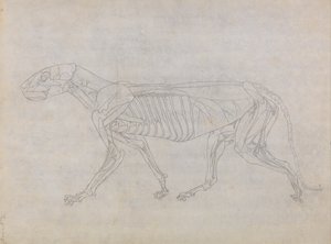 Comparative Anatomical Exposition of the Structure of the Human Body with that of a Tiger and a Common Fowl: Tiger Body, Lateral View by George Stubbs
