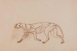 Leopard Body, Lateral View (Later stage in dissection, superficial connective tissue and ears removed) by George Stubbs