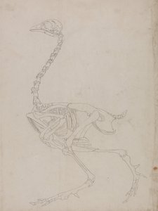 Fowl Skeleton, Lateral View (Outline drawing of the skeleton) by George Stubbs
