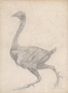 Fowl, Lateral View, with Skin and Underlying Fascial Layers Removed (Finished Study for Table XV) by George Stubbs