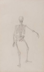 Human Skeleton, Posterior View (Right Arm Outstretched; finished study for an unpublished table) by George Stubbs