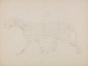 Tiger Body, Lateral View (Study of the upper layers of muscles and their blood supply prepared for the key figure to Table XIV) by George Stubbs
