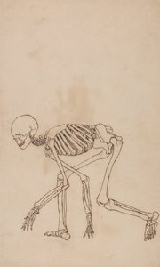 Human Skeleton, Lateral View by George Stubbs