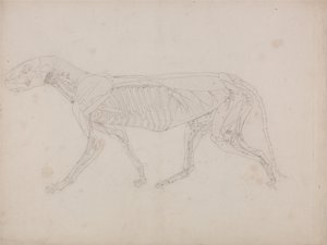 Tiger Body, Lateral View by George Stubbs