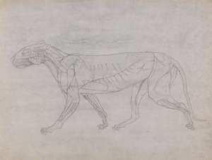 Tiger Body, Lateral View by George Stubbs