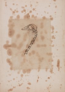 Fowl Head and Neck, Lateral View by George Stubbs
