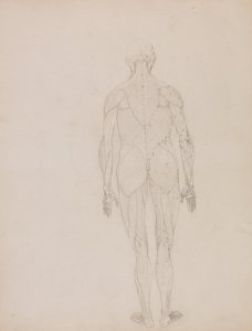 Human Figure, Posterior View by George Stubbs