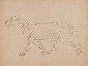 Tiger Body, Lateral View by George Stubbs