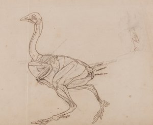 Dorking Hen Body, Lateral View by George Stubbs