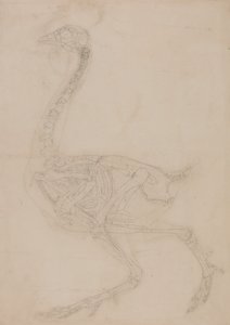 Fowl Skeleton, Lateral View by George Stubbs