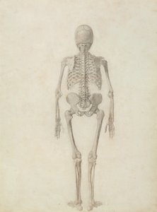 Human Skeleton, Posterior View by George Stubbs