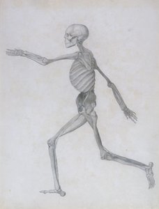 A Comparative Anatomical Exposition of the Structure of the Human Body with that of a Tiger and a Common Fowl: Human Figure, Lateral View, 1795-1806 by George Stubbs