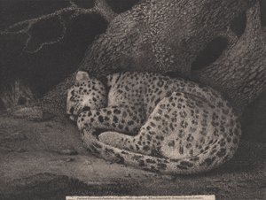 A Sleeping Leopard (engraved by the artist) by George Stubbs
