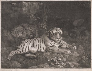 A Tiger and a Sleeping Leopard