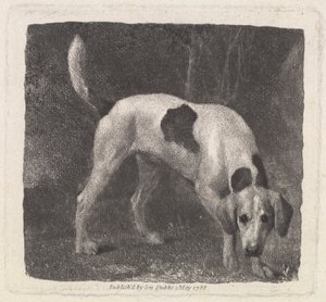 A Foxhound on the Scent