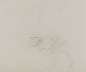Dorking Hen Body, Lateral View, from A Comparative Anatomical Exposition of the Structure of the Human Body with that of a Tiger and a Common Fowl, 1795-1806 by George Stubbs