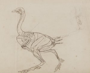 Dorking Hen Body, Lateral View by George Stubbs