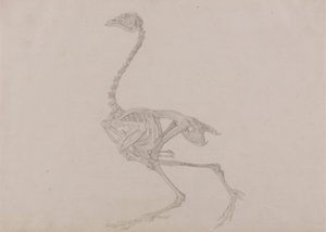 Dorking Hen Skeleton, Lateral View (Finished study for an unpublished table) by George Stubbs