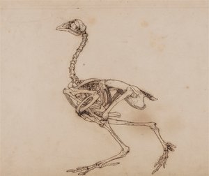Dorking Hen Skeleton, Lateral View by George Stubbs