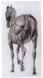 Dorsal View of the Muscle Structure of a Progressively Dissected Horse, Study No. 7 from The Anatomy of the Horse, 1766 by George Stubbs