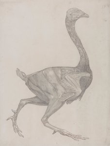Fowl Body, Lateral View (Probably Prepared for Transfer to the Plate for Engraving of Table XV) by George Stubbs