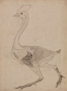 Fowl Body, Lateral View by George Stubbs