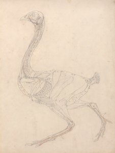 Fowl Body, Lateral View (Study for the Key Figure to Table XV) by George Stubbs