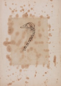 Fowl Head and Neck, Lateral View by George Stubbs