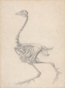 Fowl Skeleton, Lateral View by George Stubbs