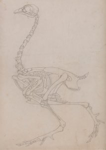 Fowl Skeleton, Lateral View by George Stubbs