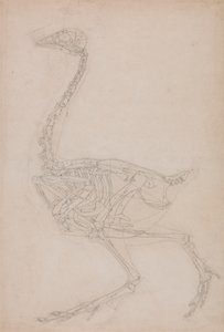 Fowl Skeleton, Lateral View by George Stubbs