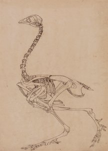 Fowl Skeleton, Lateral View by George Stubbs