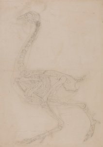 Fowl Skeleton, Lateral View by George Stubbs