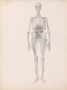 Human Figure, Anterior View by George Stubbs