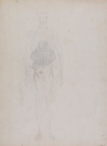 Human Figure, Anterior View by George Stubbs