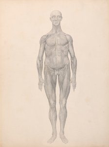 Human Figure, Anterior View, Skin and Underlying Fascial Layers Removed (Finished Study) by George Stubbs