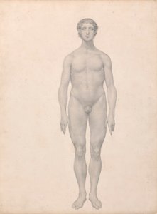 Human Figure, Anterior View by George Stubbs