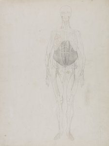Human Figure, Anterior View by George Stubbs