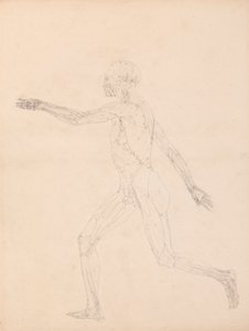 Human Figure, Lateral View (For the Key Figure to Table XIII) by George Stubbs