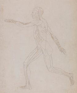 Human Figure, Lateral View by George Stubbs