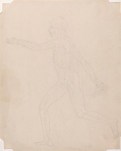 Human Figure, Lateral View by George Stubbs