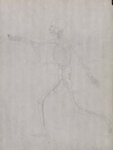Human Figure, Lateral View by George Stubbs