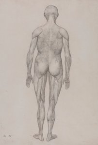 Human Figure, Posterior View by George Stubbs