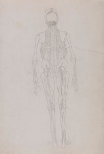 Human Figure, Posterior View (Outline drawing for a key figure showing the final stage of dissection) by George Stubbs