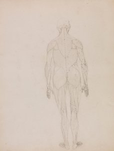 Human Figure, Posterior View by George Stubbs