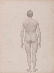 Human Figure, Posterior View, Undissected (Finished Study for Table VII) by George Stubbs