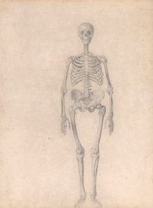 Human Skeleton, Anterior View by George Stubbs