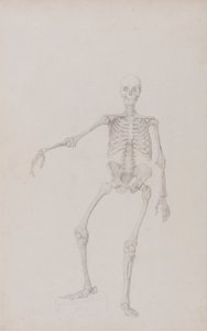 Human Skeleton, Anterior View by George Stubbs